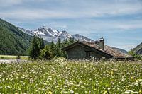 Alpine meadow in France
