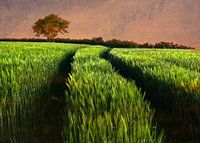 Fields