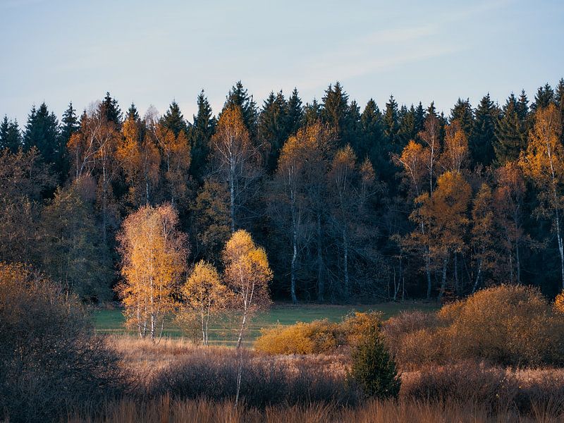 Birches in autumn by Max Schiefele