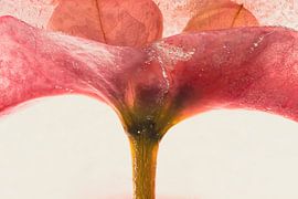 Christ's thorn in ice 5