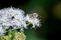 macro van een insect op een witte bloem
