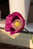 mooie roze klaproos