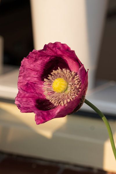 mooie roze klaproos van Mirjam Welleweerd