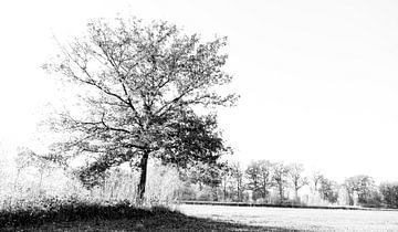 Black tree van Sense Photography