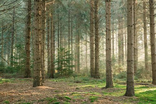 Lichtstralen in het bos met mos