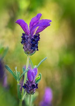 Lavendel von Bart Hendrix