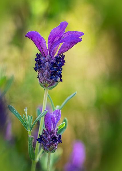 Lavendel van Bart Hendrix