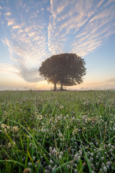 Two trees at Lentevreugd by Dirk van Egmond