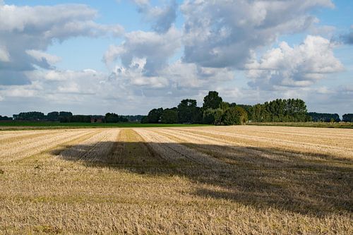 Dutch farmland in autumn light.