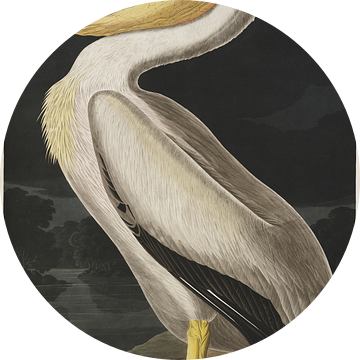 Witte Pelikaan - Teylers Edition -  Birds of America, John James Audubon van Teylers Museum