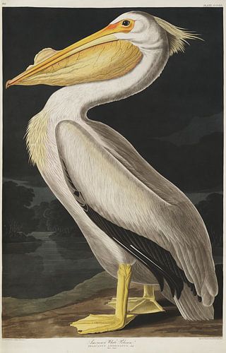 Witte Pelikaan - Teylers Edition -  Birds of America, John James Audubon