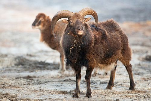 Mouflons