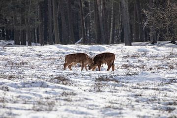 Tauros in the woods and snow by Tanja van Beuningen
