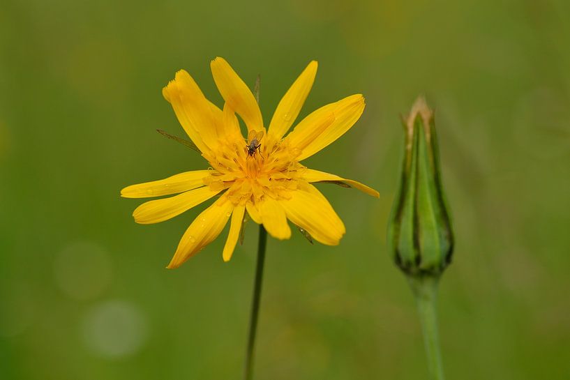Wiesen-Bocksbart von Karin Jähne
