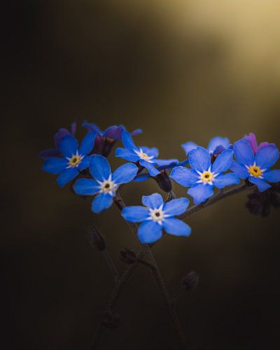 Forget Me Not Heart by Sandra Hazes