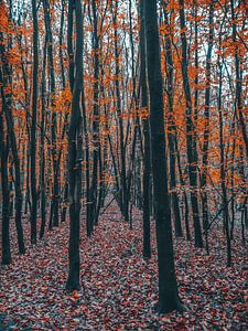 Herbst 18 von snippephotography