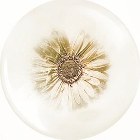 La beauté d'une fleur de Gerbera. sur Saskia Dingemans Awarded Photographer