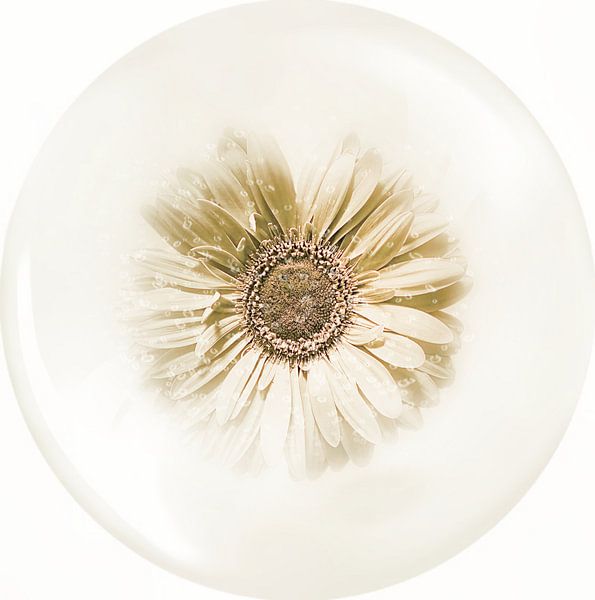 The beauty of a Gerbera flower. by Saskia Dingemans Awarded Photographer