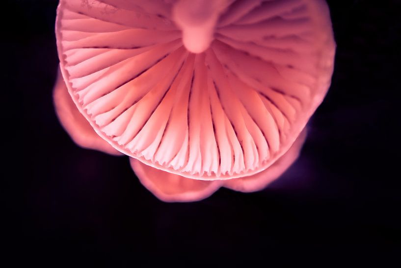 portrait de champignon en porcelaine par Ribbi