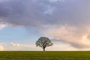 L'arbre du printemps