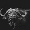 Africa Black: Buffalo van Jack Soffers