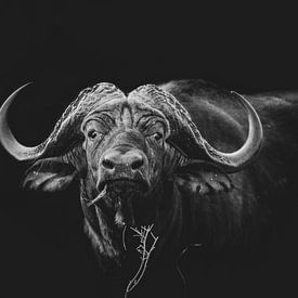 Africa Black: Buffalo by Jack Soffers