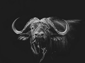 Africa Black: Buffalo van Jack Soffers