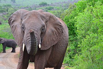 Éléphant dans la réserve de Hluhluwe-Imfolozi