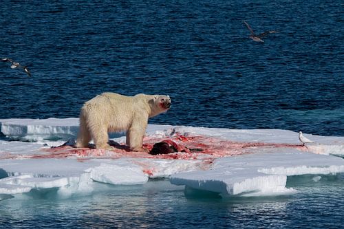 Polar bear eating his meal.