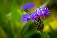 Cornflower 'Blooming' van William Mevissen thumbnail