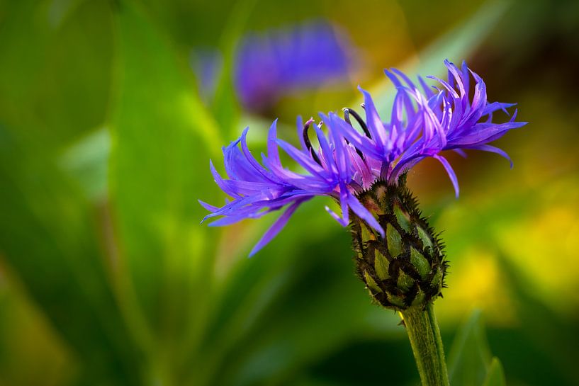 Cornflower 'Blooming' van William Mevissen