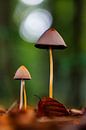 paddestoelen van ton vogels thumbnail