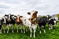 The cows are in the meadow again!