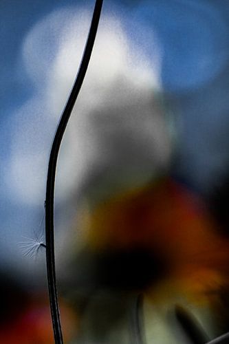 Paardenbloem paraplu