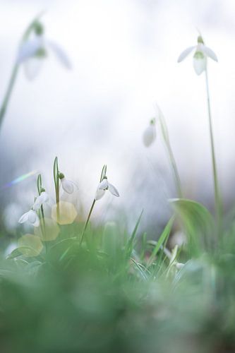 Small group of snowdrops