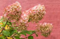 drie bloeistengels met bloesem, hortensia paniculata in het najaar van SusaZoom thumbnail