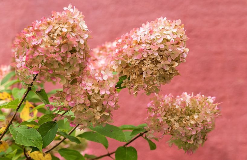 drie bloeistengels met bloesem, hortensia paniculata in het najaar van SusaZoom