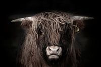 schotse Hooglander, Highland Cow