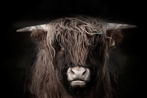 Schottischer Highlander, Hochlandkuh