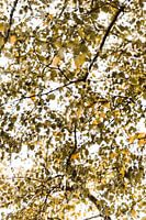 Herfstblaadjes op een zonnige zaterdagmiddag in Oktober