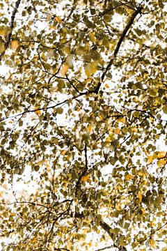 Herfstblaadjes op een zonnige zaterdagmiddag in Oktober van Holly Klein Oonk