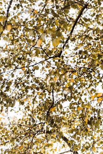 Autumn leaves on a sunny Saturday afternoon in October