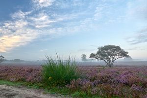 Zonsopkomst op de bloeiende paarse hei
