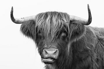 Portret van Schotse hooglander koe in zwart wit van KB Design & Photography (Karen Brouwer)