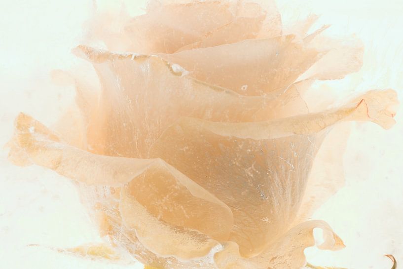 Rose in Eis 1 von Marc Heiligenstein