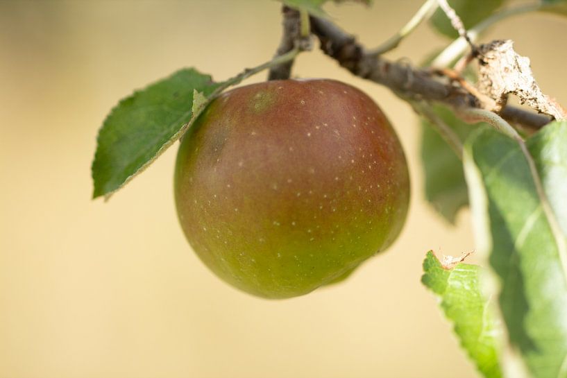 An apple for the thirst by Photo Pim