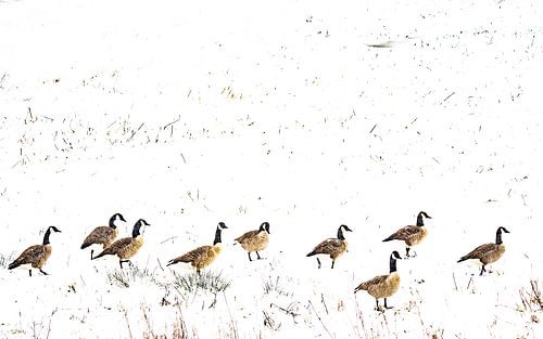 Oies dans la neige sur Sam Mannaerts