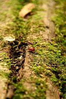 Ladybug in the woods