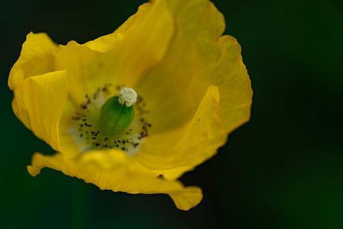 Soft Yellow flower