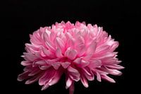 Roze chrysant